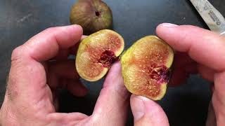 french fig farm Calliopes Red Greek [upl. by Perlis]