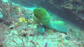 A Very Curious and Playful Green Moray Eel [upl. by Malaspina]