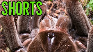 Theraphosa stirmi Goliath Birdeater Feeding shorts [upl. by Curtice]