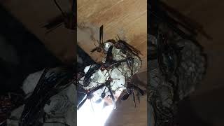 how my pet thread waisted wasps protect groom feed larvaerooster turkey ibis birds soundsviral [upl. by Jollenta]