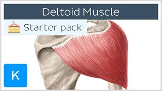 Deltoid Muscle Origin Insertion amp Action  Human Anatomy  Kenhub [upl. by Ahsiekim]