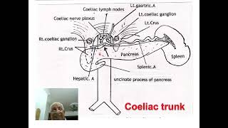 5 Coeliac trunk [upl. by Durst]