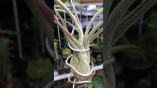 Tillandsia Caput Medusae tillandsia airplants houseplants [upl. by Laehcar]