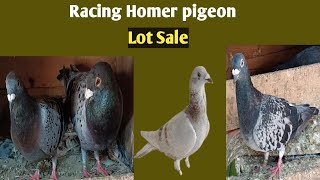 Racing Homer Pigeon Pura sale [upl. by Caruso]