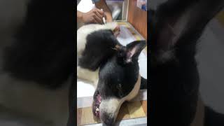 Antibiotic injection after dog surgery [upl. by Andert]