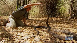 Austin Stevens Snakemaster  In Search of the King Cobra [upl. by Tacita]