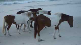 Assateague Wild Horses On The Beach V2 [upl. by Ellesor]