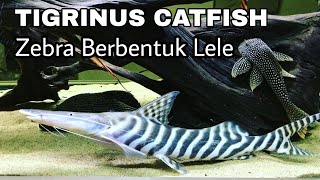 TIGRINUS CATFISH SI LELE UNIK BERKULIT ZEBRA [upl. by Erelia911]