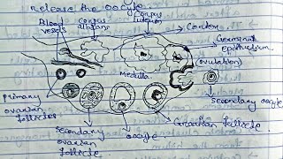 Reproductive SystemGametogenesisOvarian cycle Method of contraception zoologybsczoology [upl. by Eugor]