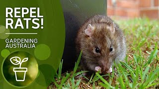 Rid yourself of rats with these poison and trap free rat repelling techniques  Gardening Australia [upl. by Reamonn]