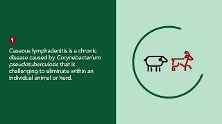 Lymphadenitis of Sheep and Goats  Merck Veterinary Manual [upl. by Ezekiel]