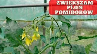 Jak zwiększyć zapylanie się pomidorów jak zwiększyć zawiązywanie się gron pomidorówWIELKI PLON [upl. by Thanos98]