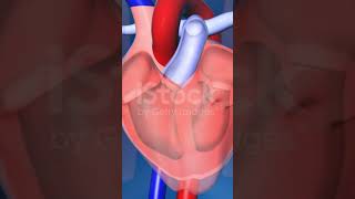 Heart healthy foods and tips food cancercausingfoods cancernutrition healthyfood [upl. by Costa]