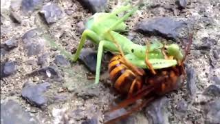 Praying Mantis vs Murder Hornet Rematch ROUND 2 THE REDEMPTION [upl. by Trutko]