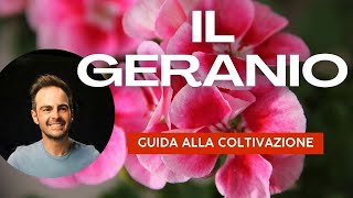 Geranio Guida facile alla coltivazione [upl. by Bal321]