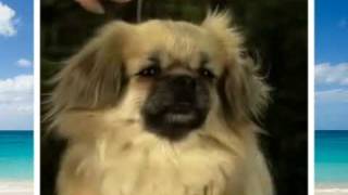 Tibetan Spaniel The Breed [upl. by Atteuqihc]