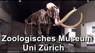 Universität Zürich Zoologisches Museum der Uni Zürich Gratis Eintritt [upl. by Enihpets]