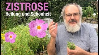 Zistrose Heilung und Schönheit [upl. by Ahsia]