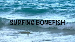 Fly fishing for surfing bonefish [upl. by Hgielanna]