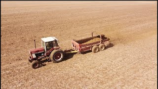 International 1486s Manure Spreading [upl. by Avot943]