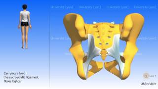 Arthrology of the pelvis the sacroiliac joint [upl. by Maker]