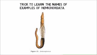 410 phylum Hemichordates trick example from NCERT [upl. by Hakon991]