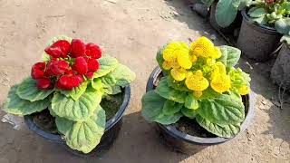 Lady purse calceolaria plant care tips  a unique winter flower by Cocos Garden [upl. by Gnourt121]