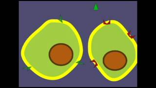 ENDOCRINE SYSTEM HORMONES AND TARGET CELLS [upl. by Anilra]