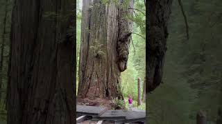 Biggest redwood tree at Jedediah Smith Redwoods State Park [upl. by Dmitri]