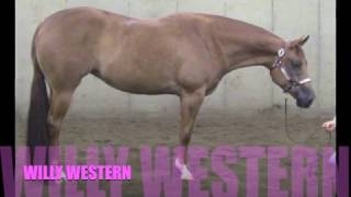 WILLY WESTERN  2013 AQHA MARE BY WINNIES WILLIE [upl. by Lonergan]