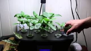 AeroGarden UpdateZinnas and Others Day 18 [upl. by Delainey]