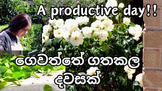 Cleaning Gardening amp cooking  වත්තම අස් කරා  😍  සිංහල VLOG 51  New Zealand  Sinhala vlog [upl. by Daiz]