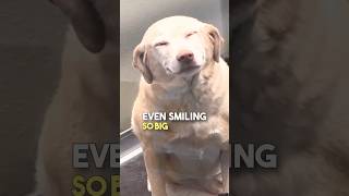 dog pawfect goldenretriever pawfectmoments doglover pawsomelaughs labrador pawsome pawlife [upl. by Ygief]