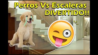 Perros Que Se Caen De Las Escaleras Video De RisaReDNibirU [upl. by Lladnew450]