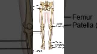 fracture lower limb orthopedics neetpreparation [upl. by Artaed901]