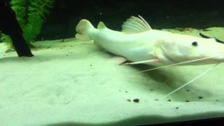 Leucistic tiger shovelnose catfish [upl. by Burkley]