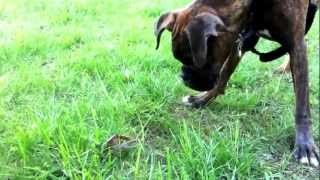 Dog gets pinched by giant crayfish [upl. by Amadas]