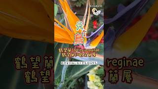 鶴望蘭Strelitzia reginae，又稱天堂鳥或極樂鳥，其花語為自由、吉祥、幸福快樂、長壽 shorts garden 天堂鳥 騰x均x蕨的肉 succulent 田尾 [upl. by Bethena]