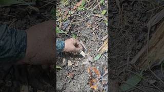 💥💥Lucky Found💥💥Most Expensive Larvae in the world 💥💥viralvideonature wildlife gianttrapshorts [upl. by Davina]