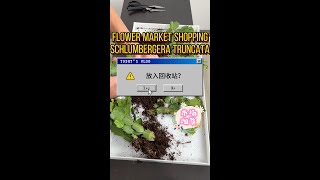 Flower Market ShoppingSchlumbergera truncata [upl. by Nothgiel]