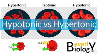 Hypotonic vs Hypertonic Solutions [upl. by Samtsirhc68]