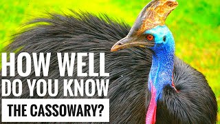 Cassowary  Description Characteristics and Facts [upl. by Angadreme]