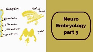 Neuro Embryology part 3 [upl. by Okimuy]