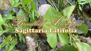 Hunting for Pond Plants in Nature  Broadleaf Arrowhead Sagittaria Latifolia [upl. by Stout663]