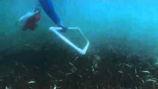 Seagrass Restoration in the Florida Keys National Marine Sanctuary [upl. by Veleda305]