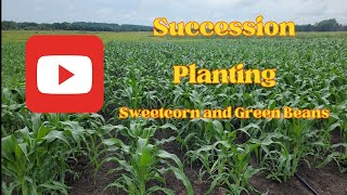 Succession Planting Sweetcorn And Green Beans [upl. by Eimmac779]