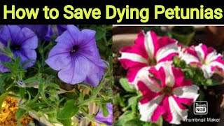 How to Revive Dying Petunias  What to Look 4  English evergreengarden [upl. by Llehsam968]