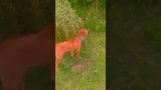 dog barking dog 4kviral doglover trending belgian dogowner belgiumshepherd petowner puppy [upl. by Kironde700]