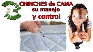 Chinches de cama su manejo y control [upl. by Demetra847]