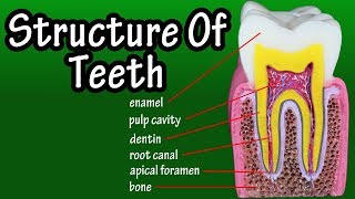 Structure Of Teeth In Humans  Functions Of Teeth In Human Body  Types Of Teeth [upl. by Ottavia]